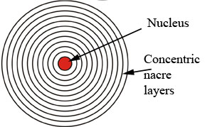 non-nucleated pearl image