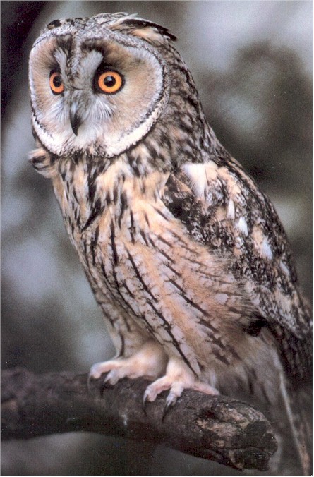 Owl on a tree branch